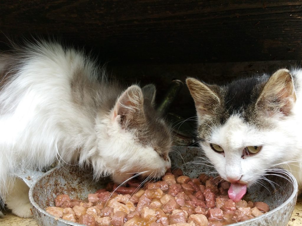 ให้อาหารแมวแบบไหนดี จึงจะเหมาะสมกับแต่ละช่วงวัย Guscats