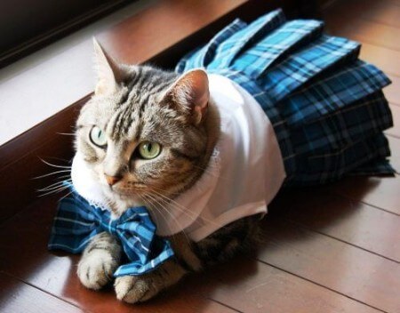 แมวใส่เสื้อ