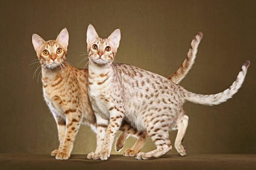 Thai cat1